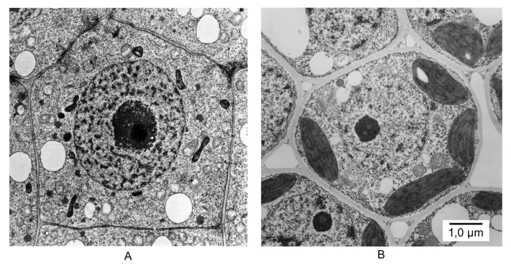 Sơ đồ các loại bào quan trong tế bào nhân thực