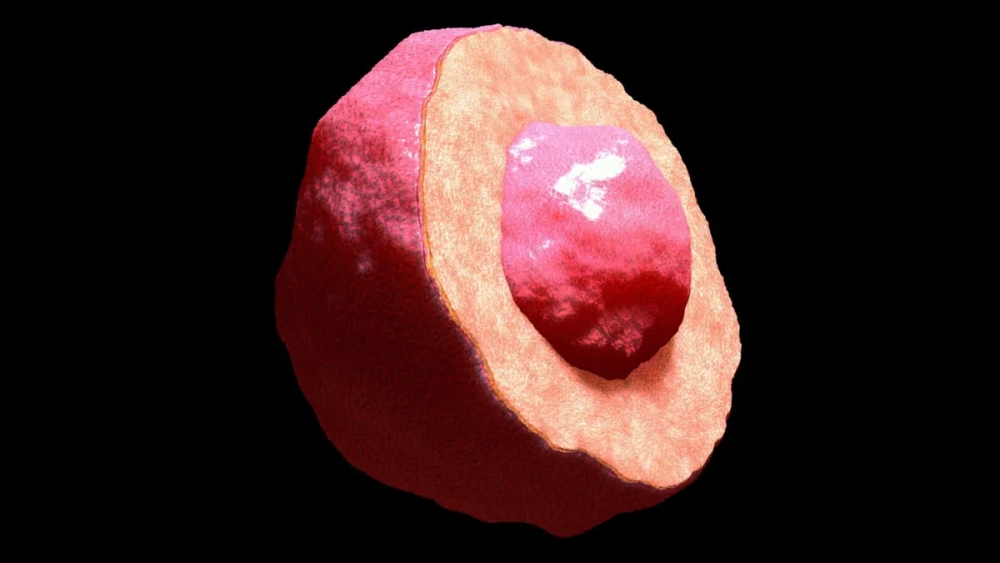 Hình ảnh ribosome là gì và cấu tạo của chúng