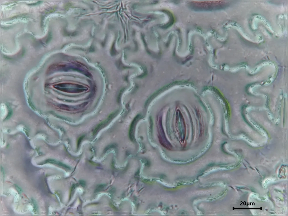 Vị trí và mật độ của các Khí khổng ở biểu bì quyết định hiệu quả thoát hơi nước của cây.