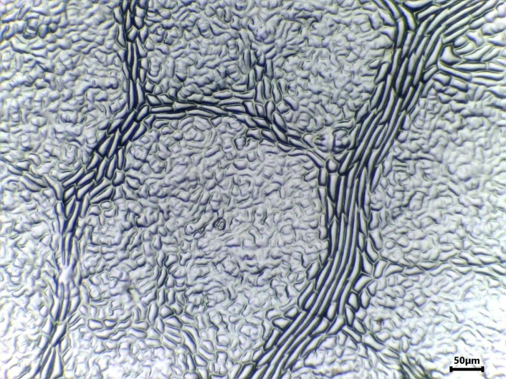 Hình ảnh mô phỏng quá trình Lột bỏ lớp biểu bì lá để nghiên cứu cấu trúc tế bào bên trong phòng thí nghiệm.