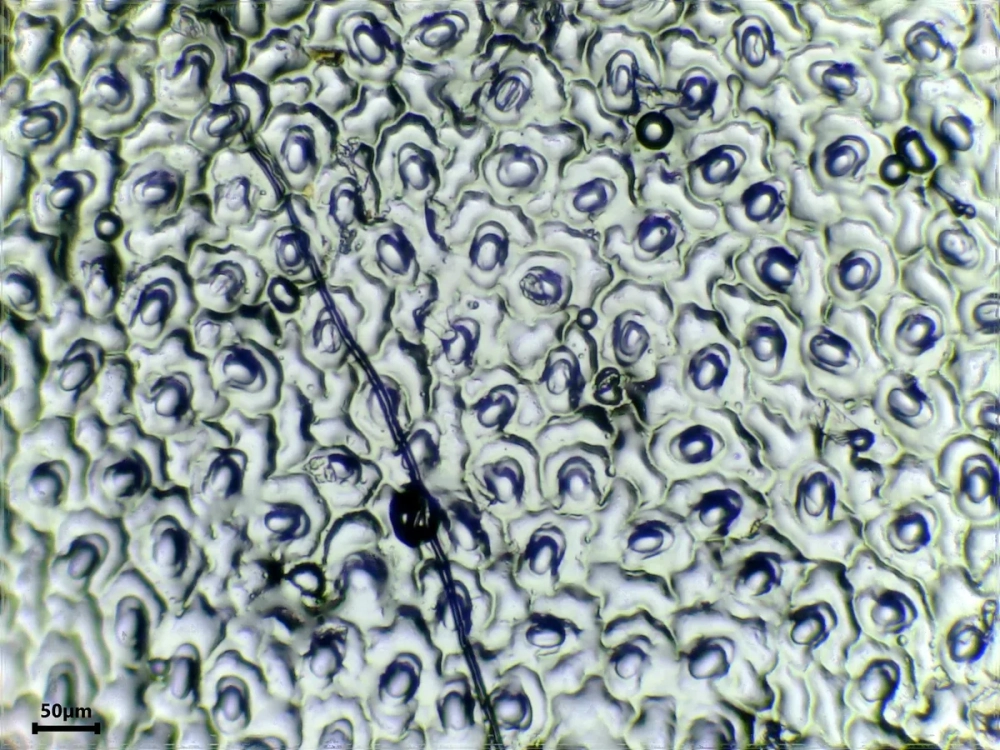 Biểu bì thực vật đóng vai trò là lớp 