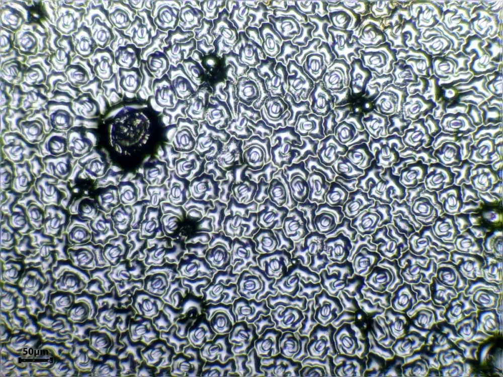 Hình ảnh phân biệt Biểu bì trên và biểu bì dưới của lá; thông thường biểu bì dưới chứa nhiều khí khổng hơn.