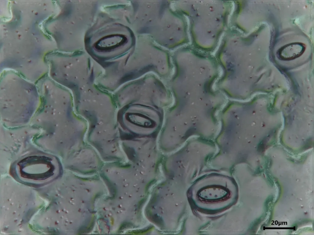 Tế bào bảo vệ (tế bào hình hạt đậu) có khả năng đóng mở linh hoạt để điều tiết độ ẩm.