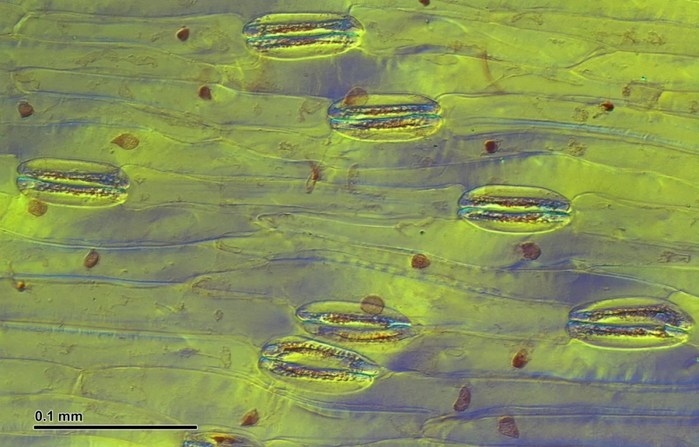 Sơ đồ chi tiết cấu tạo lớp biểu bì da người với các tầng tế bào chuyên biệt