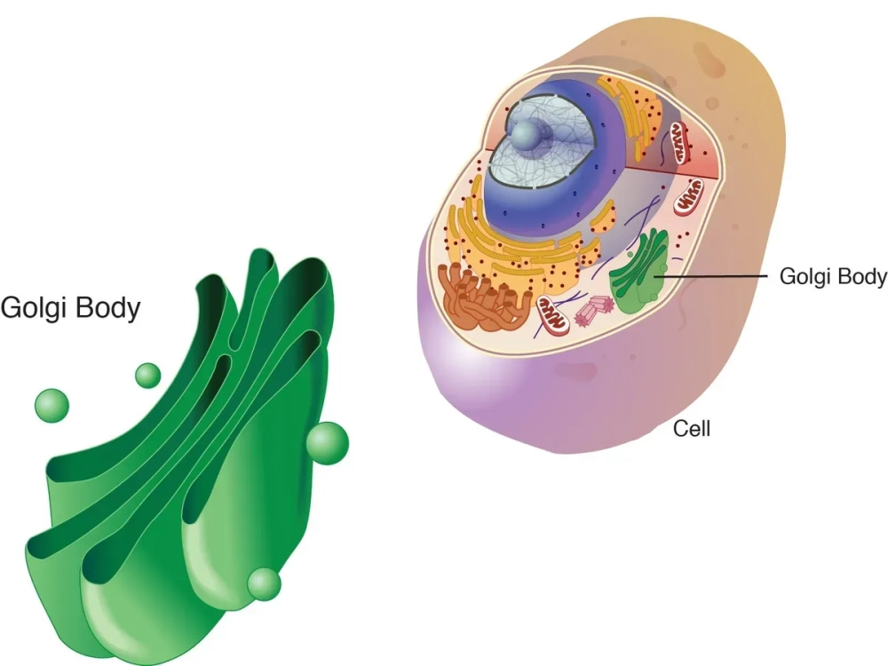Mô hình dictyosome trong tế bào thực vật trưởng thành