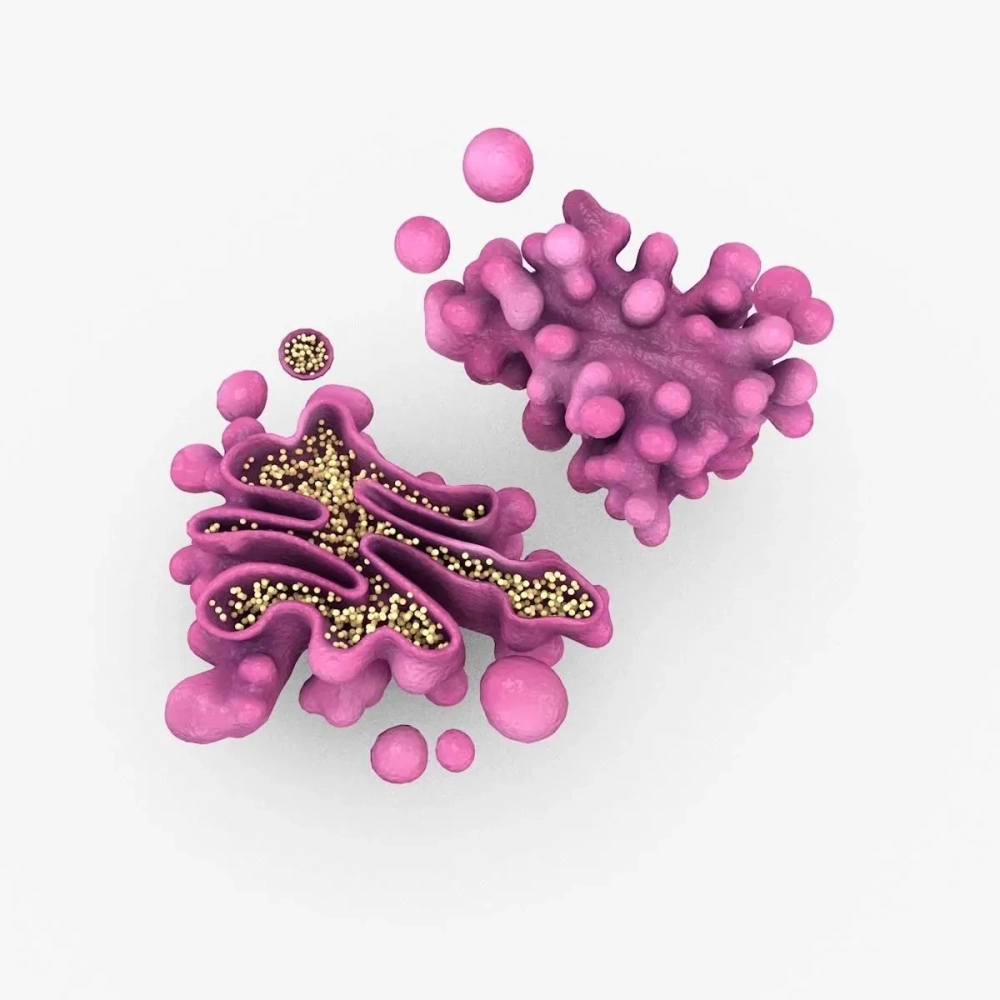 Sơ đồ vận chuyển túi vận tải từ lưới nội chất đến Golgi