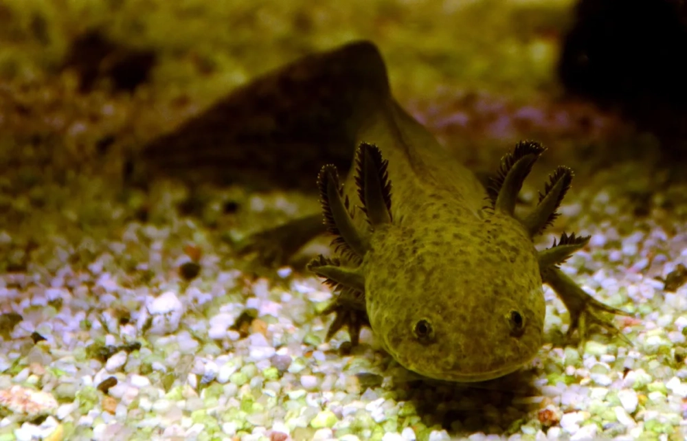 Cách nuôi kỳ nhông axolotl cho người mới bắt đầu