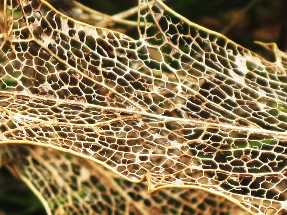 Hệ thống dẫn truyền trong lá nhìn qua kính hiển vi