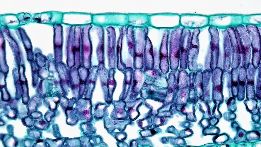 Sơ đồ cấu tạo của mô giậu và mô khuyết trong phiến lá cây