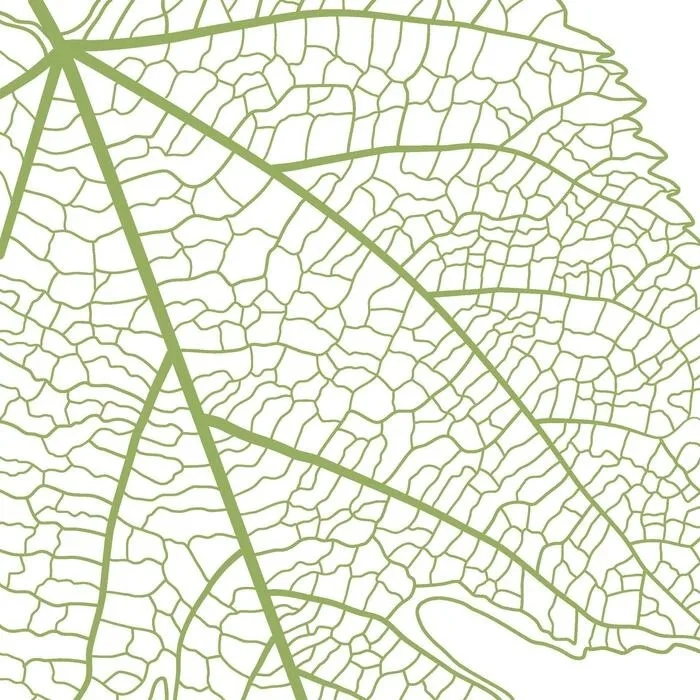 Những loại gân lá phổ biến trong tự nhiên