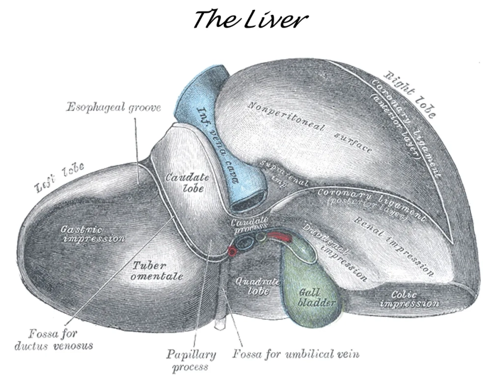 Hệ thống mao mạch nan hoa xen kẽ giữa các hàng tế bào gan