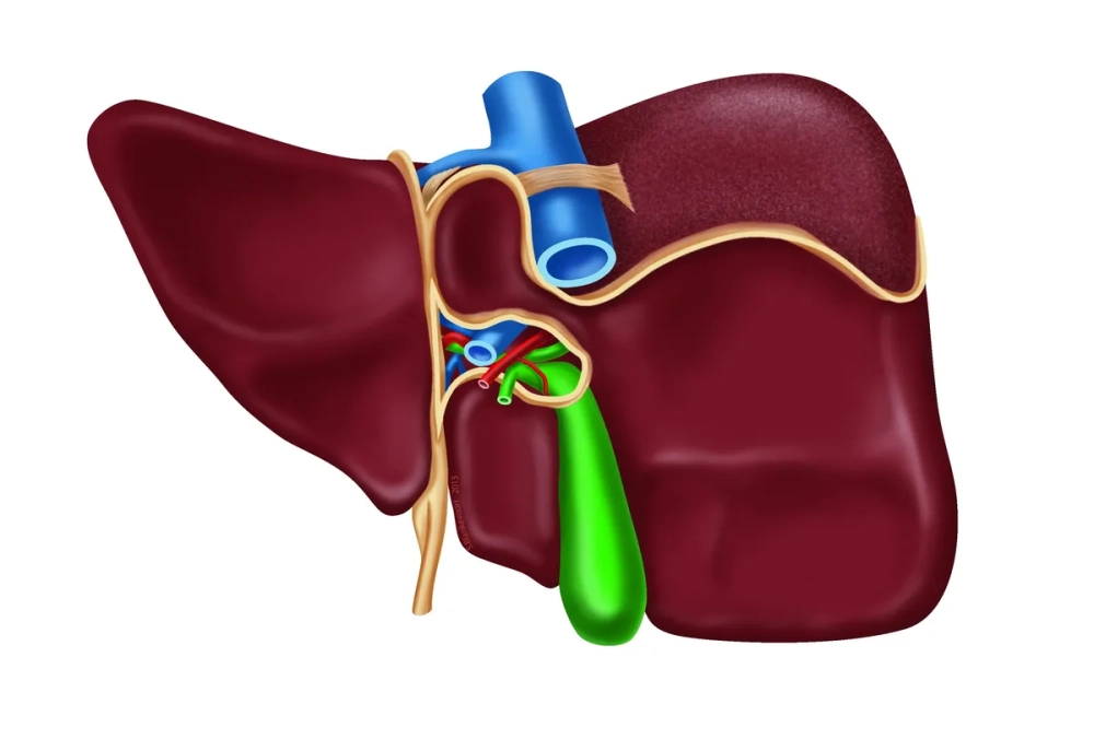 Hình ảnh nang Glisson bao bọc các thùy gan