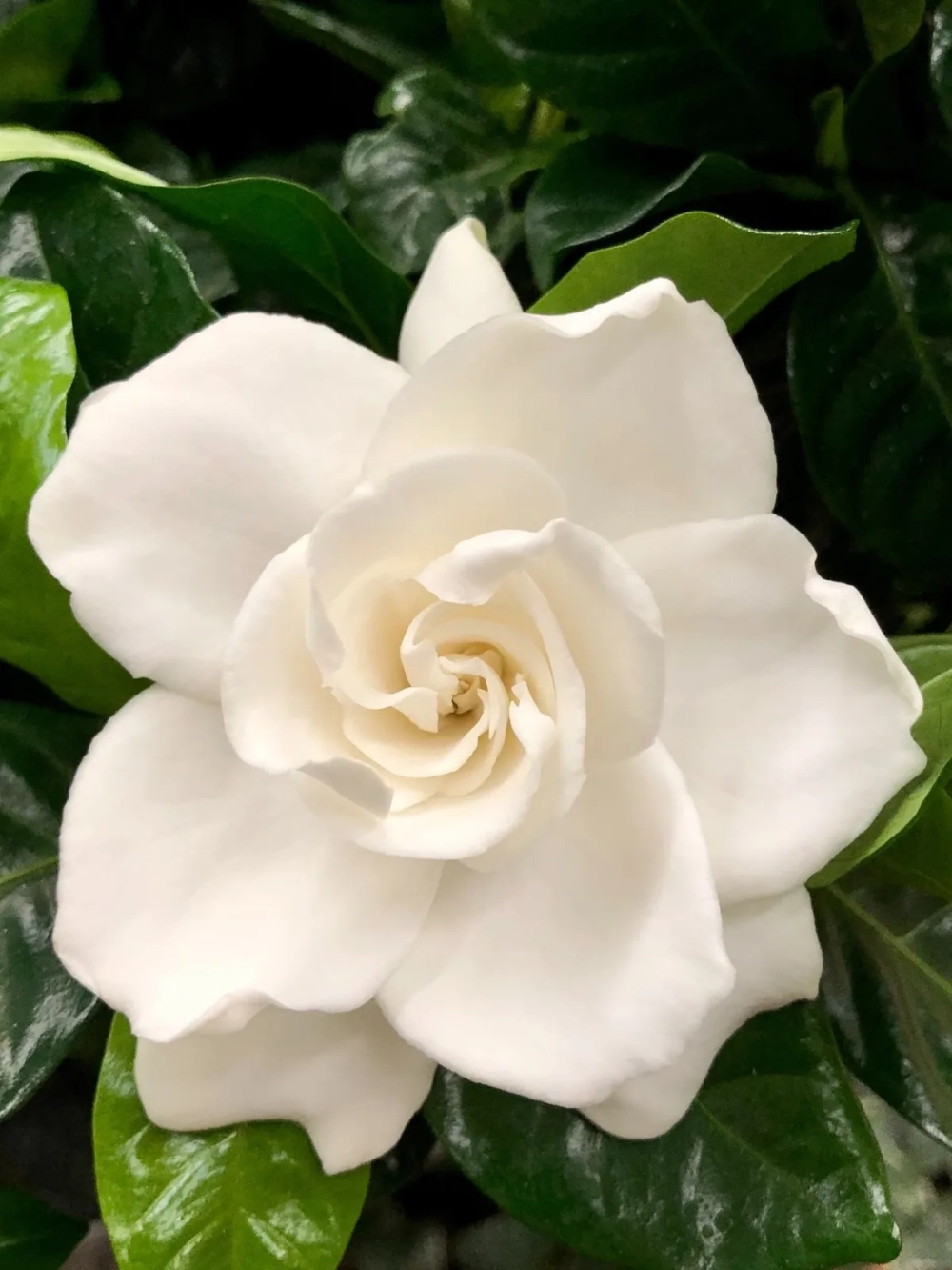 Những quả dành dành tươi chín mọng trên cành vào mùa thu hoạch