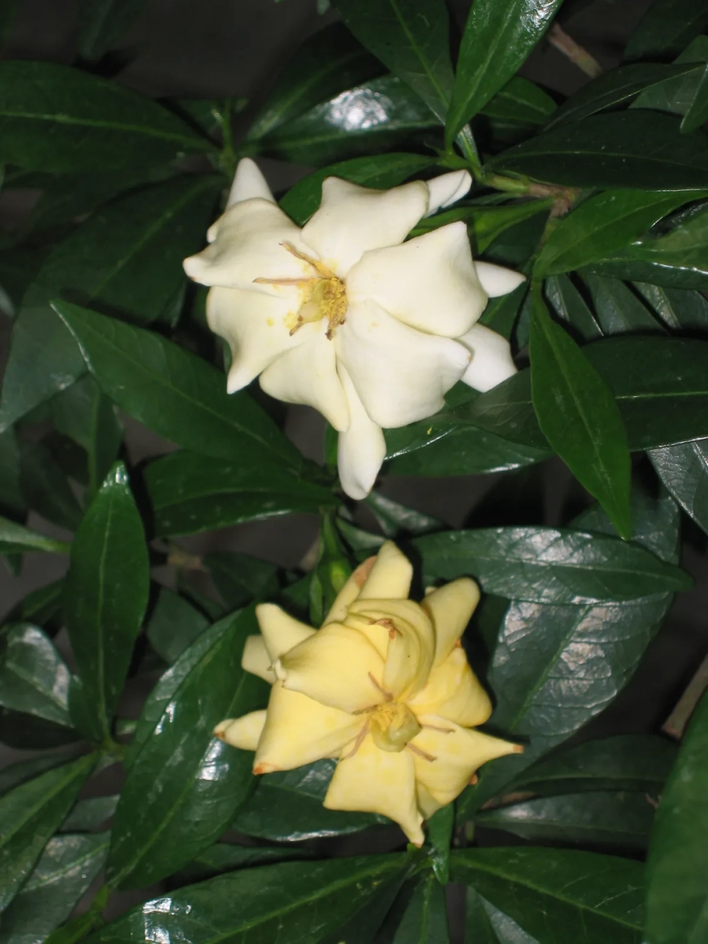 Cận cảnh hoa dành dành trắng muốt tỏa hương thơm dịu nhẹ