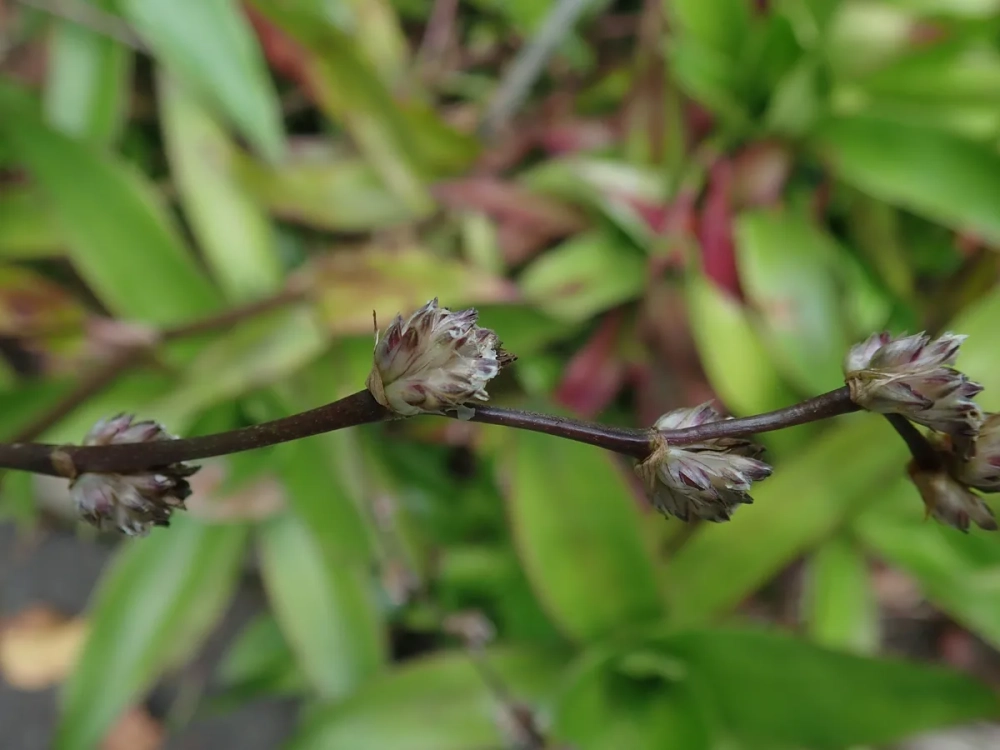 Cây lược vàng tím trồng trong chậu làm cảnh