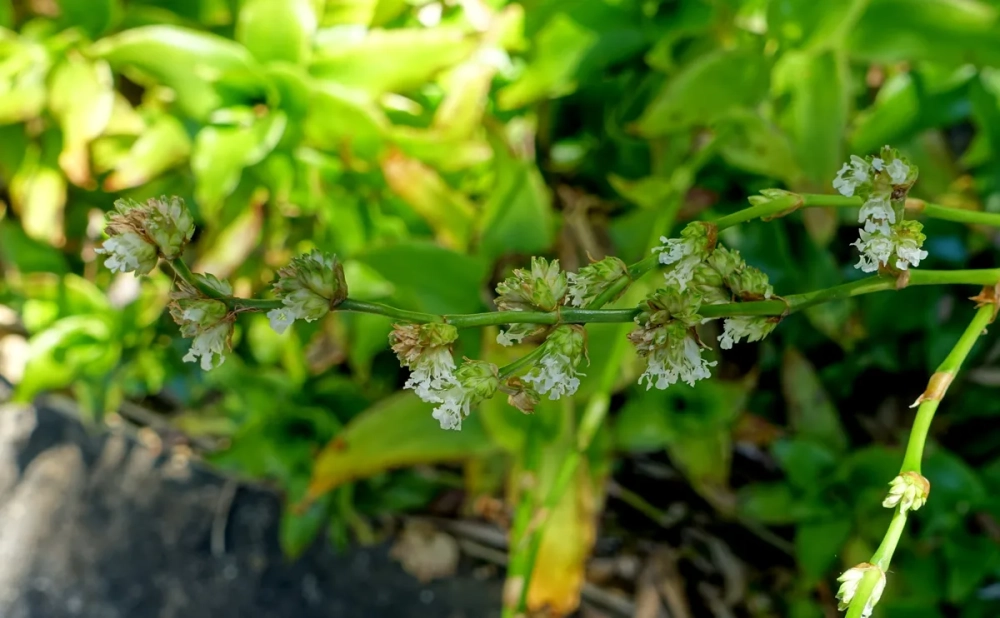 Bài thuốc cây lược vàng hỗ trợ đau dạ dày