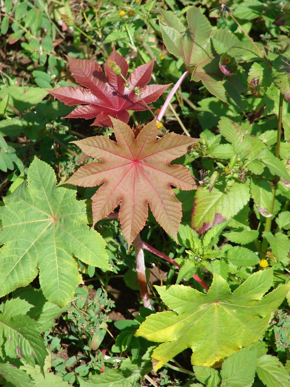 Hạt thầu dầu tía dùng để ép dầu trong công nghiệp