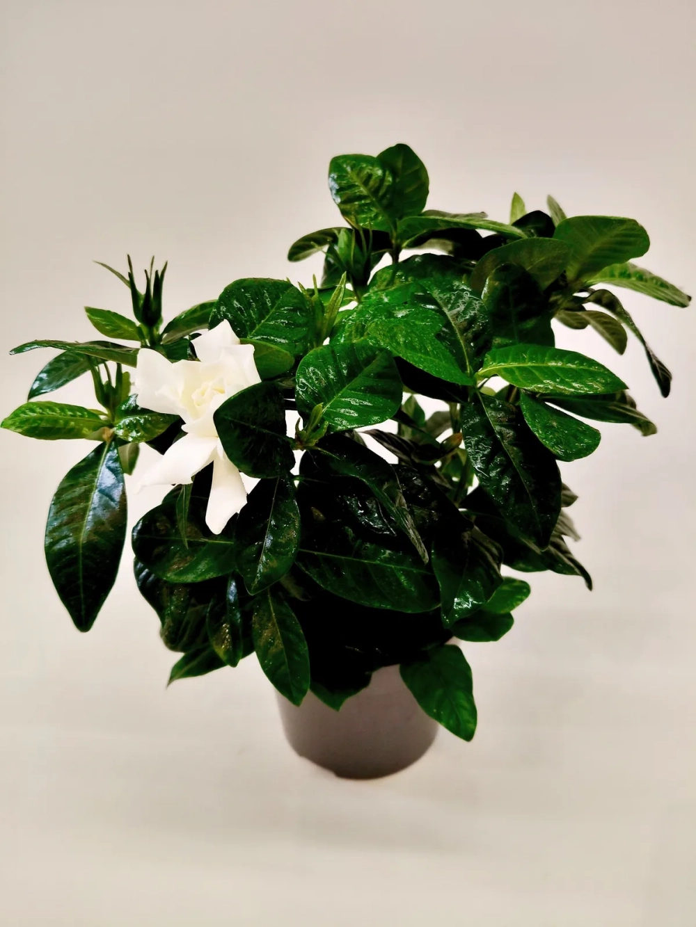 Quả dành dành ngâm rượu là bài thuốc dân gian quen thuộc