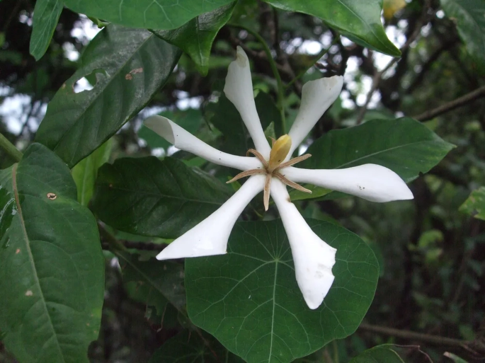 Cây rành rành nước mọc tự nhiên tại các vùng đất ẩm ướt