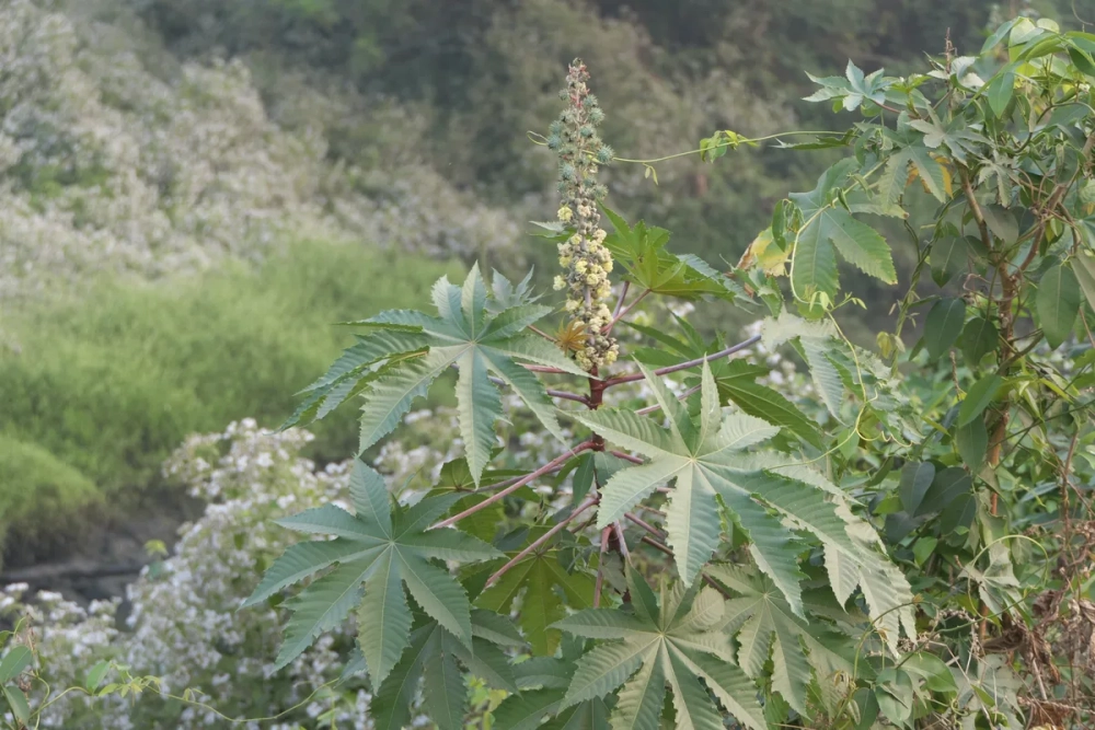 Lá thầu dầu tía chữa trĩ được rửa sạch chuẩn bị chế biến