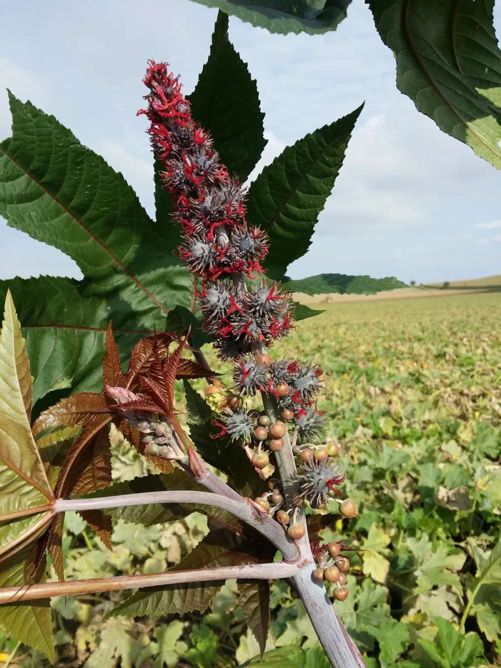 Tác dụng chữa bệnh của cây thầu dầu tía trong y học cổ truyền