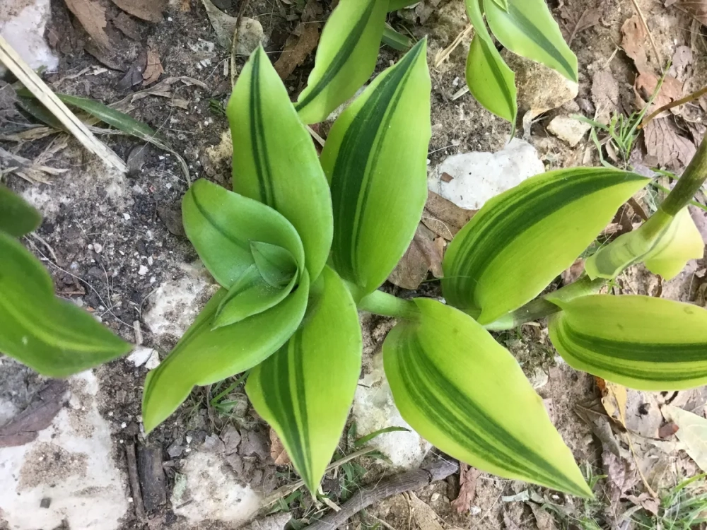 Cây lược vàng mọc thành chùm với nhiều lá xanh