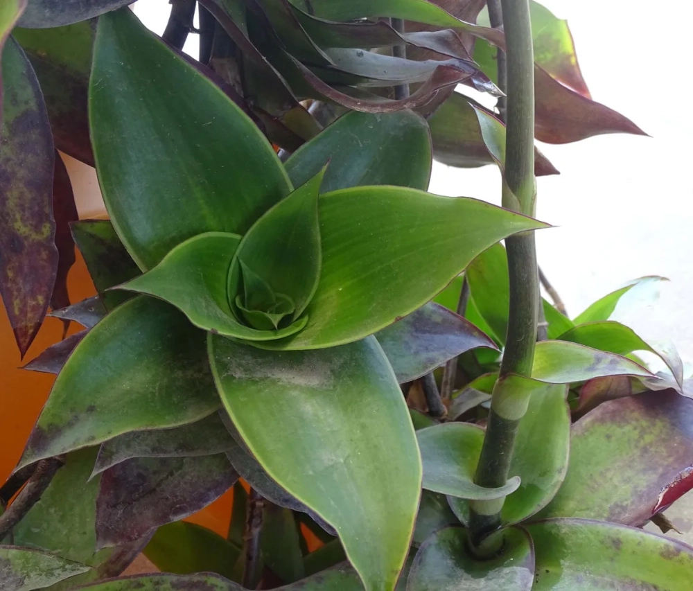 Lá lược vàng nấu nước uống thanh lọc cơ thể