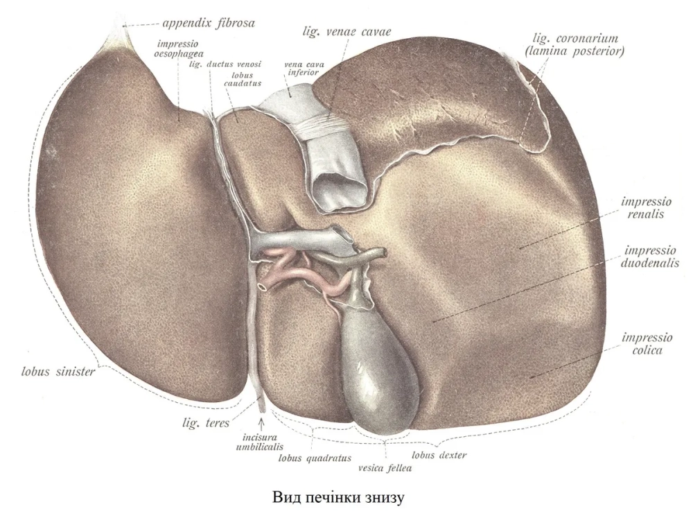 Vị trí tế bào Kupffer trong gan trên tiêu bản nhuộm màu