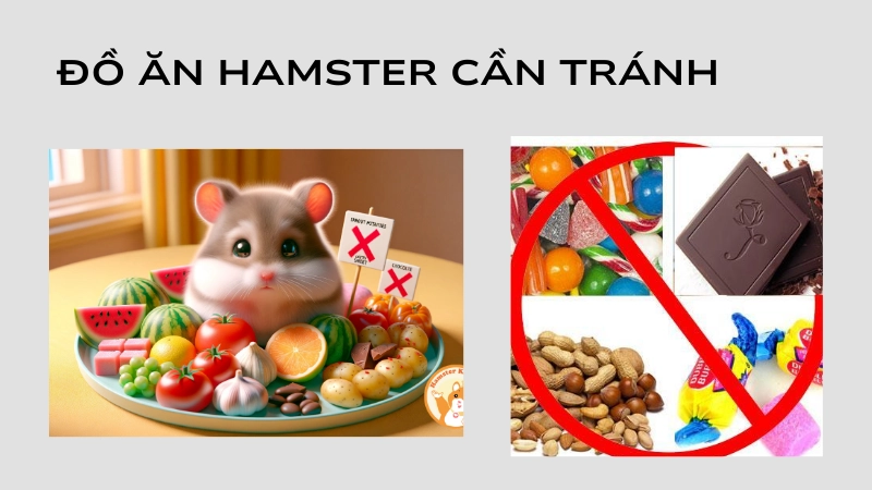 Những loại thức ăn hamster phải tránh