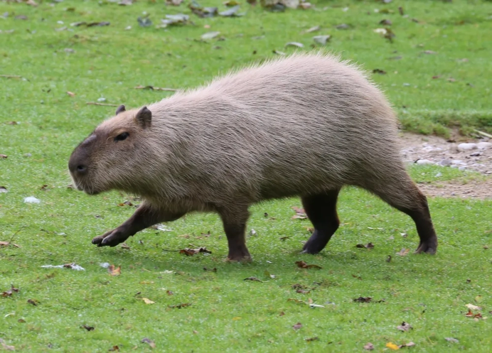 Khoảnh khắc chuột lang nước lặn sâu dưới làn nước mát