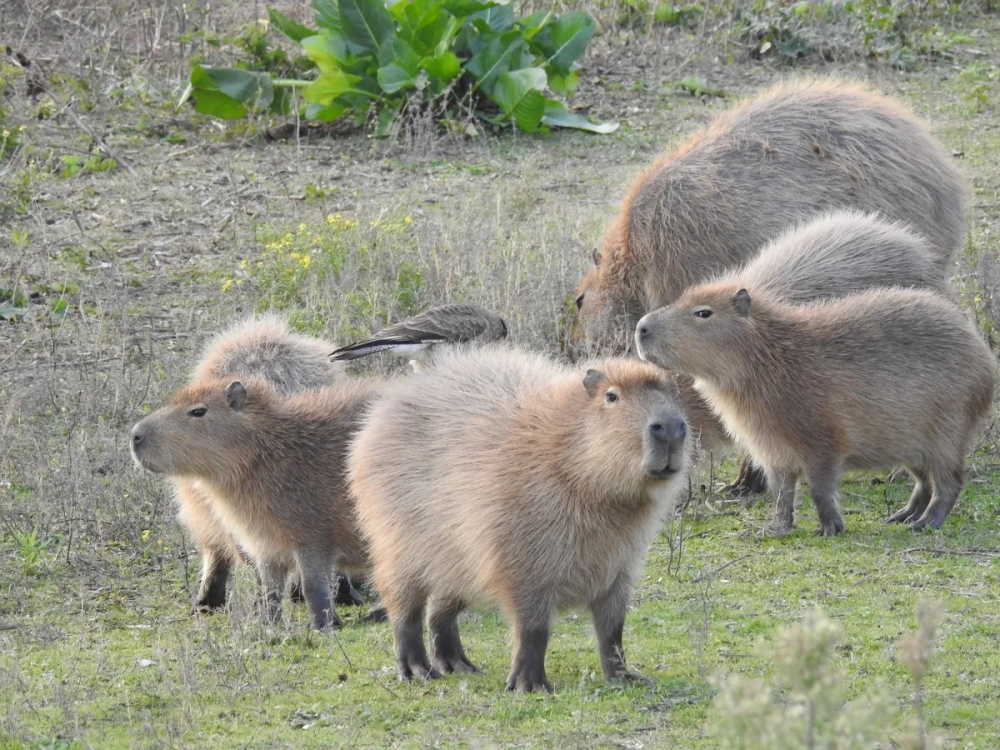 Khoảnh khắc chuột lang nước lặn sâu dưới làn nước mát