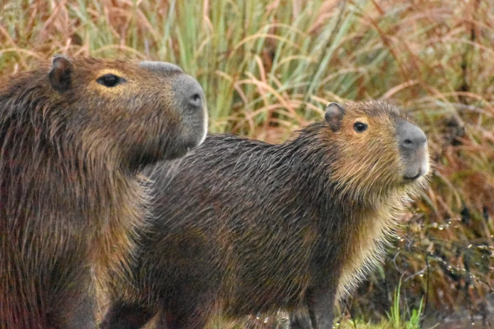 Vẻ ngoài ngộ nghĩnh của giống chuột lang nước Nam Mỹ