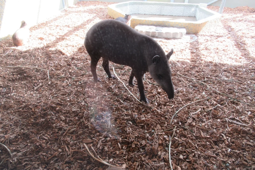 Cận cảnh khuôn mặt hiền lành của con chuột lang nước