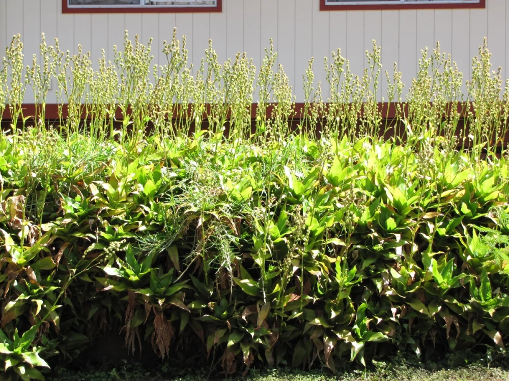 Cách dùng lá lược vàng tươi để nhai sống