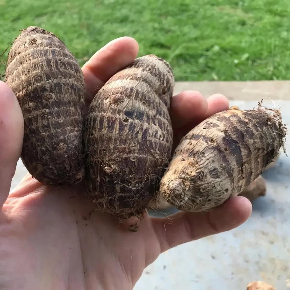 Củ ráy tươi vừa được đào lên từ lòng đất