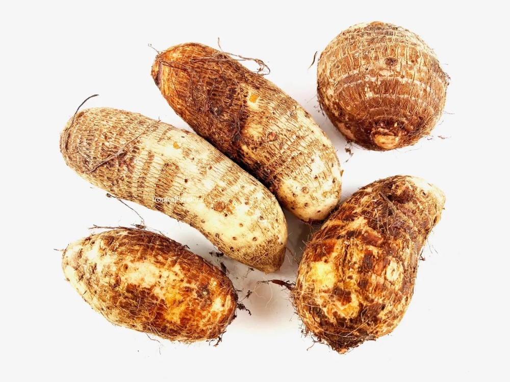 Cây củ ráy dại mọc tự nhiên ven suối