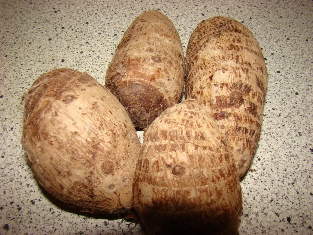 Trà củ ráy thơm ngon hỗ trợ sức khỏe