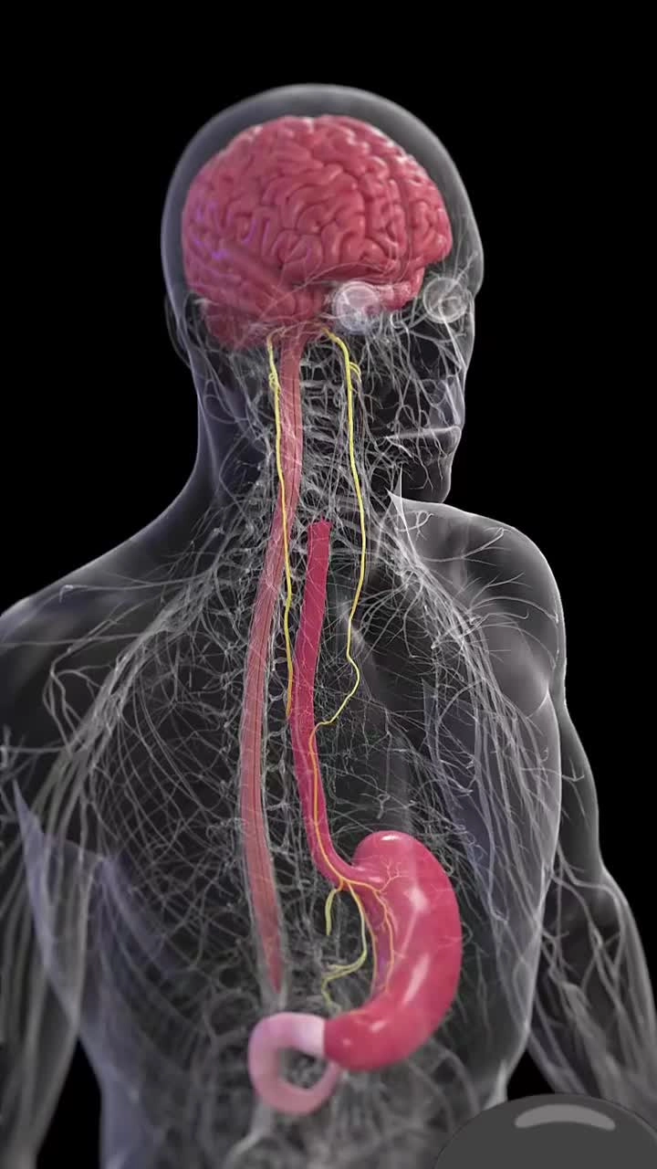 Dây phế vị chi phối hoạt động của phổi và khí quản