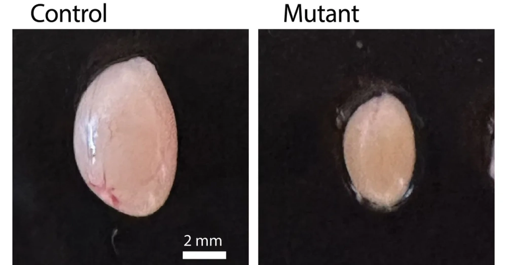Cơ chế đột biến đồng nghĩa không làm thay đổi kiểu hình