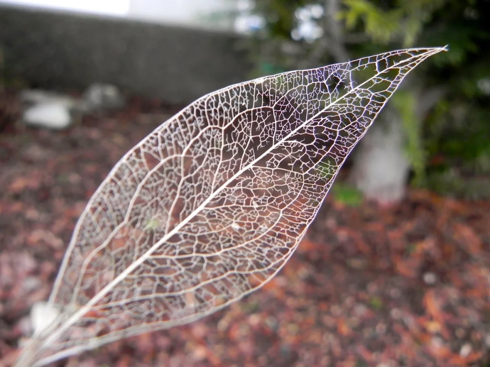 Hình ảnh gân lá song song đặc trưng ở cây lớp Hành