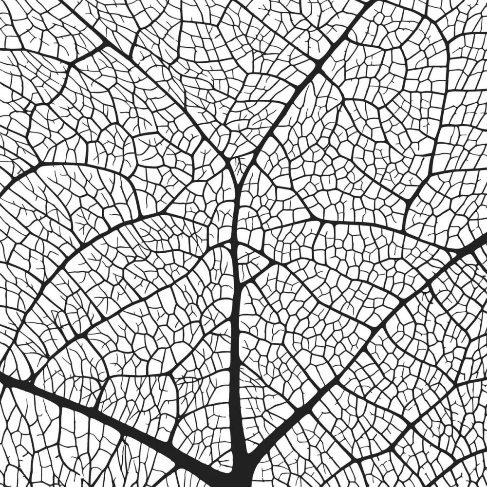 Bó mạch gân lá nổi rõ trên bề mặt lá già