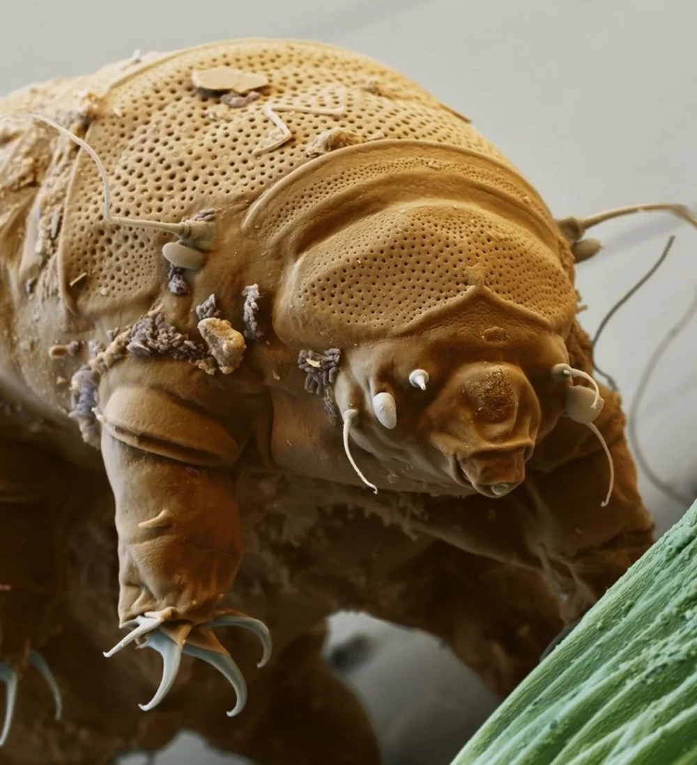 Khả năng gấu nước ngủ đông để tồn tại trong điều kiện khắc nghiệt