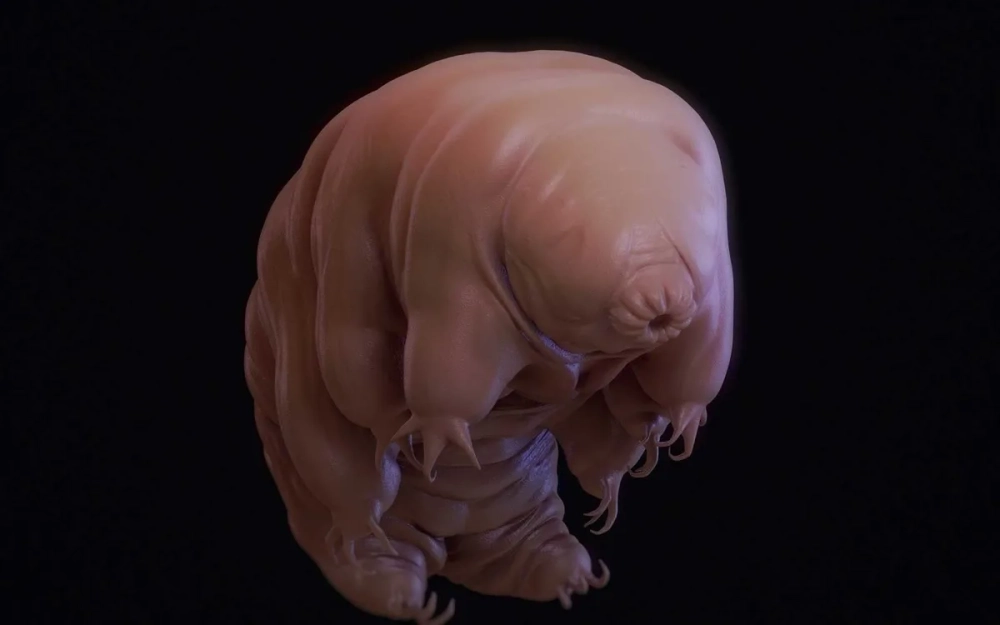 Những con gấu nước đang bám vào sợi rêu xanh mướt