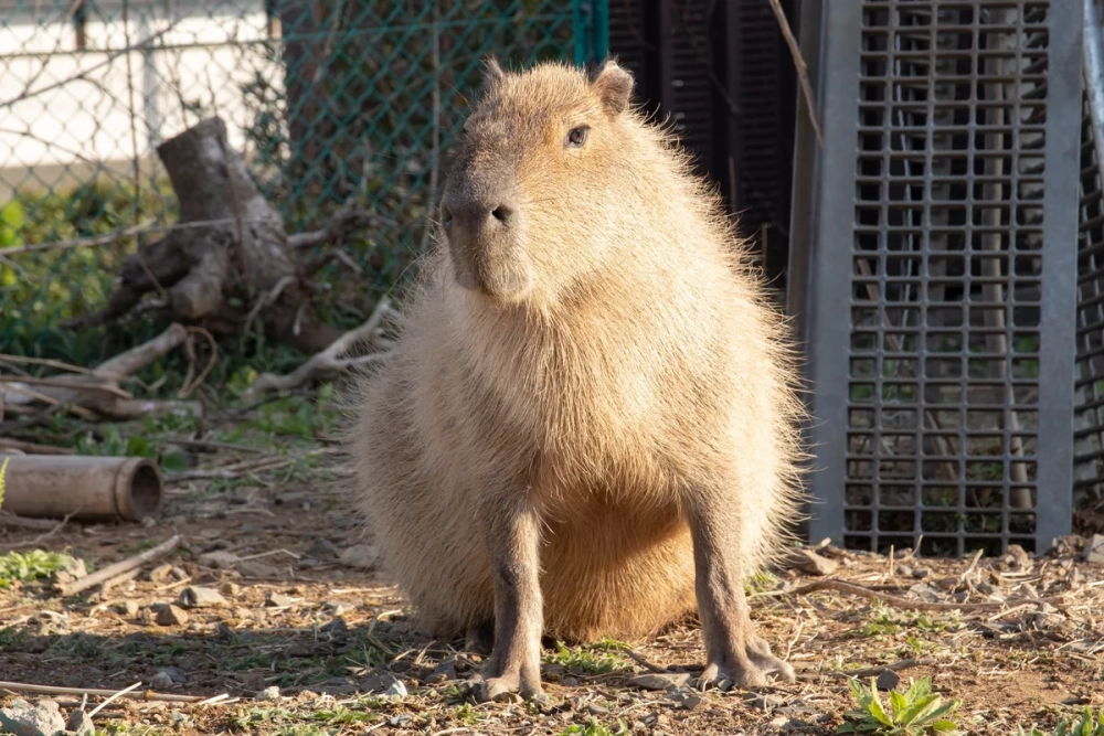 Chú chuột lang nước nhỏ đáng yêu bên cạnh mẹ