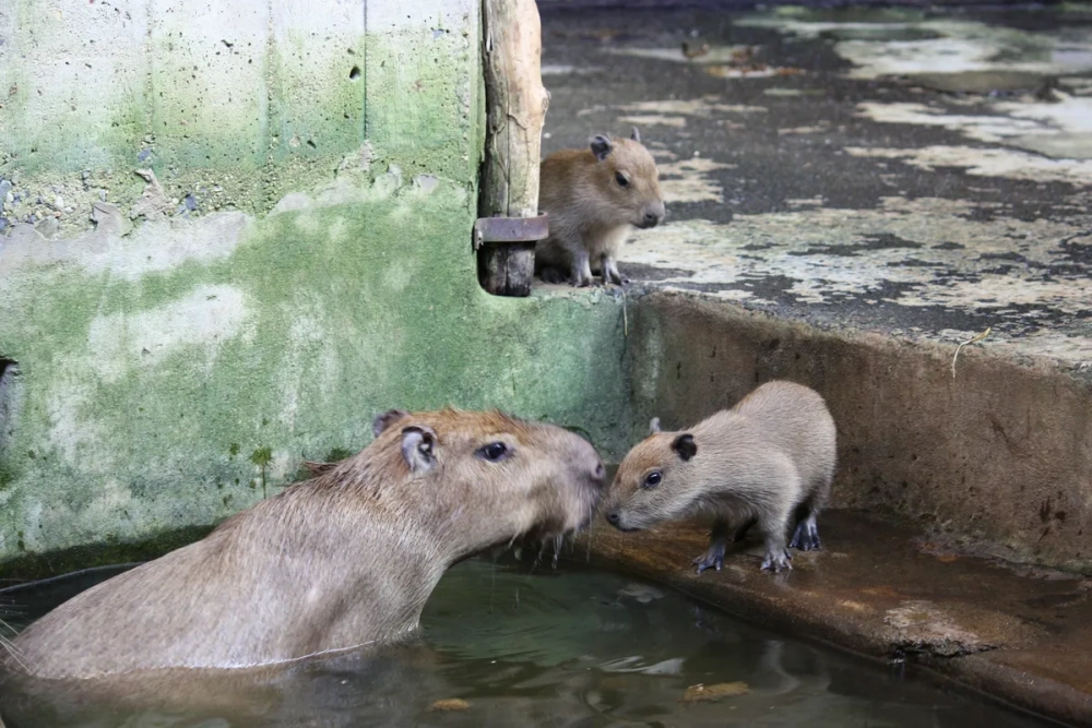 Chuột lang nước thân thiện chụp ảnh cùng chim cảnh