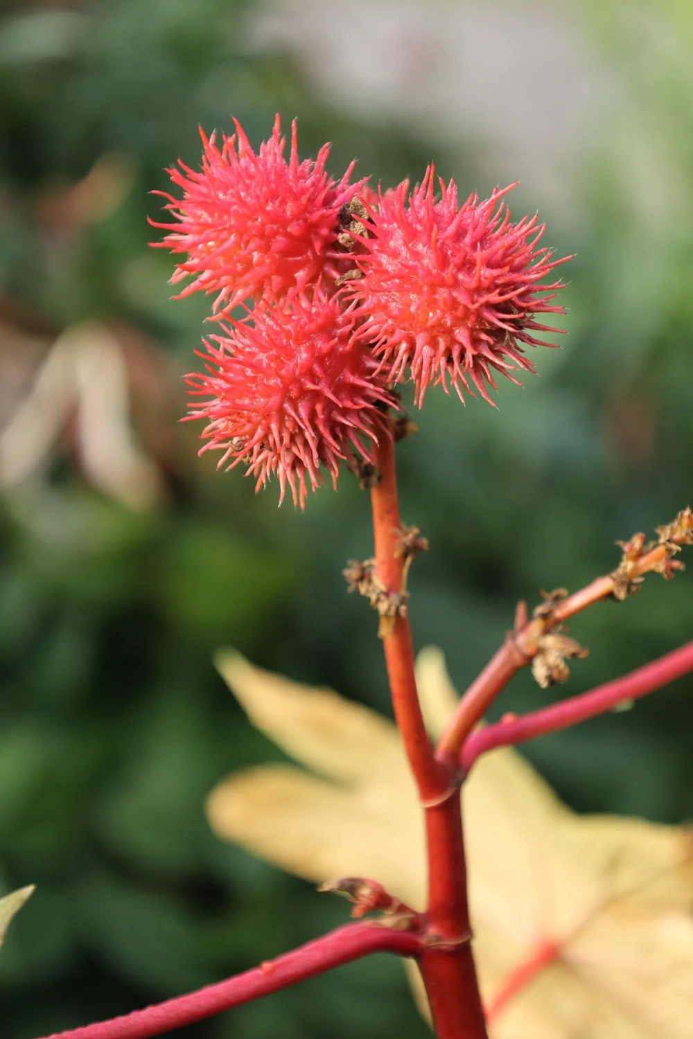 Hình ảnh lá thầu dầu tía xẻ thùy hình chân vịt