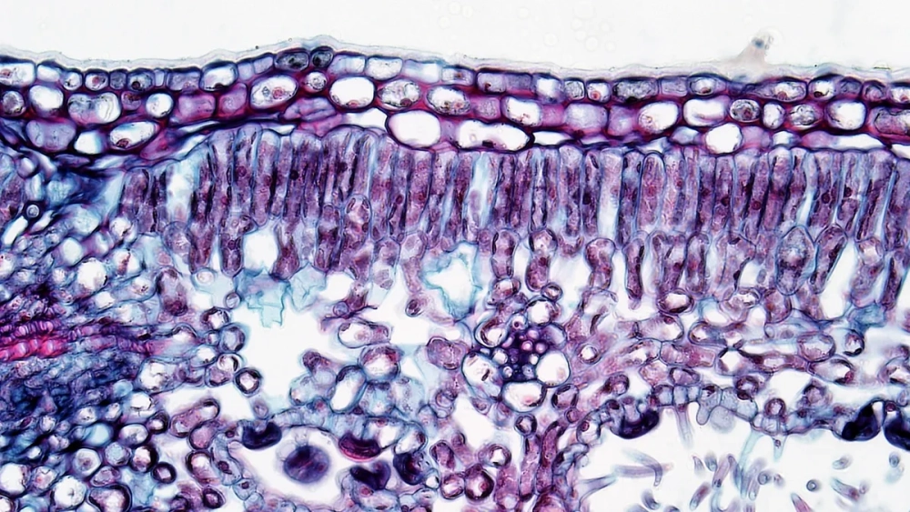 Hình ảnh hiển vi mô giậu ở thực vật C3