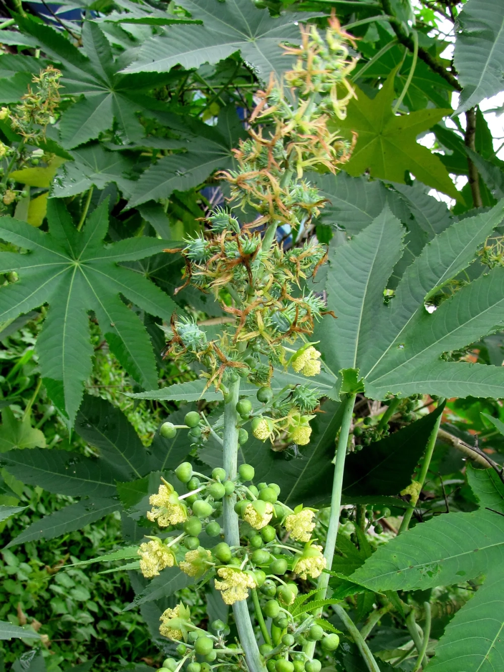 Cây thầu dầu tía mọc ở đâu tại các vùng nông thôn Việt Nam