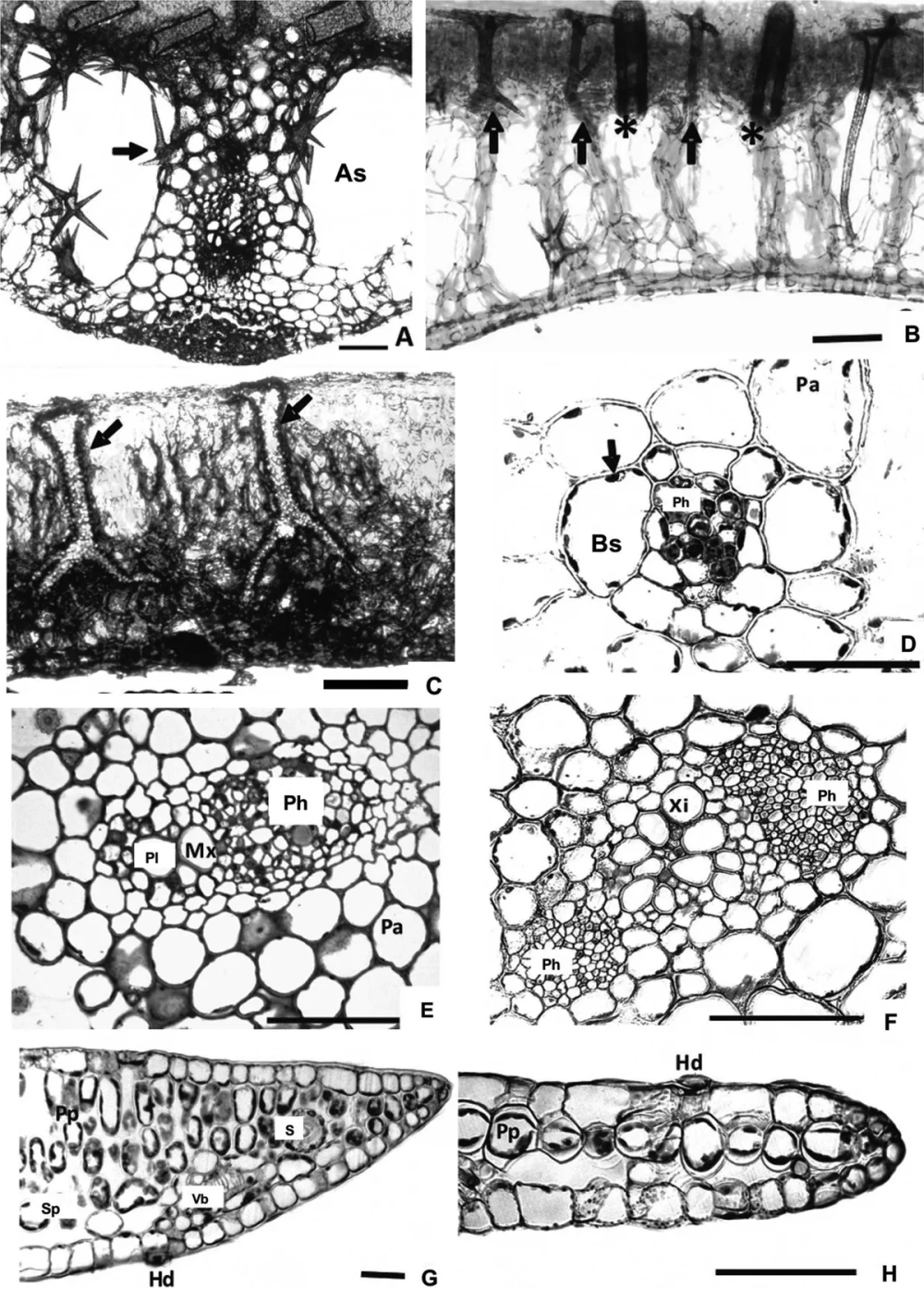 Cấu tạo của mô giậu với mật độ lục lạp dày đặc