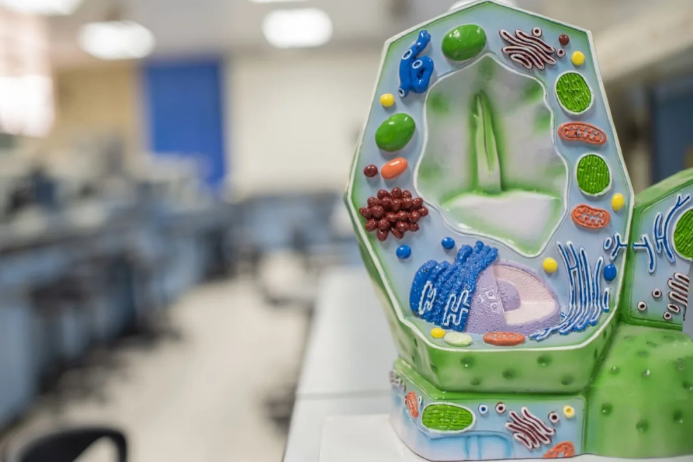 Bào quan có màng đơn bộ máy Golgi vận chuyển protein